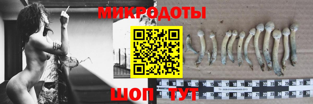 Псилоцибиновые грибы Psilocybine cubensis Минусинск
